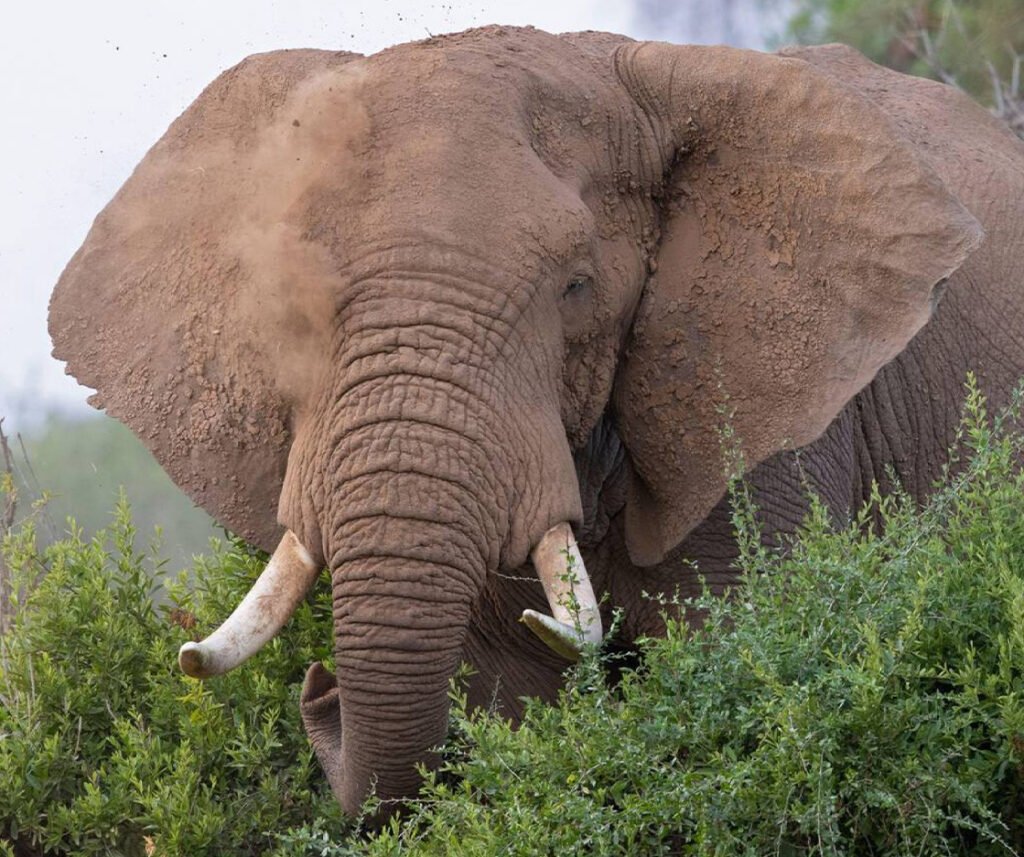 A large African elephant