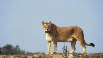 Lion Facts