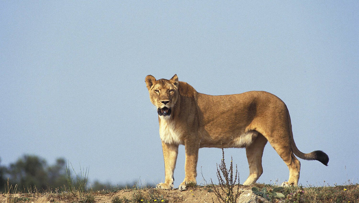 Lion Facts