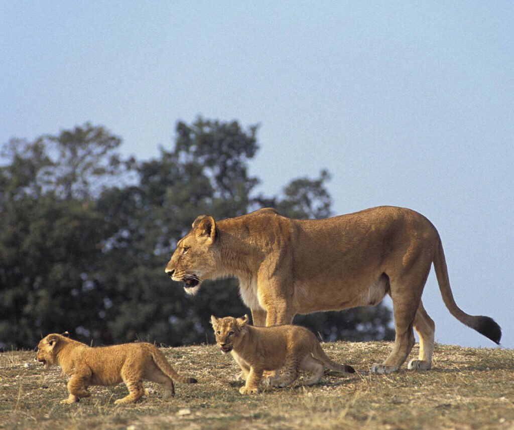 lion facts