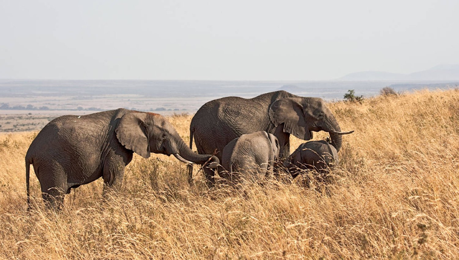African elephant facts