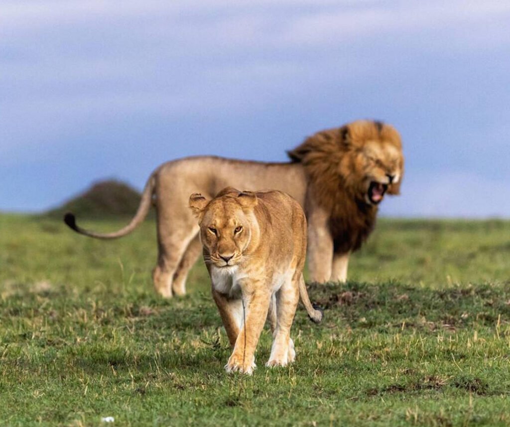 lion facts