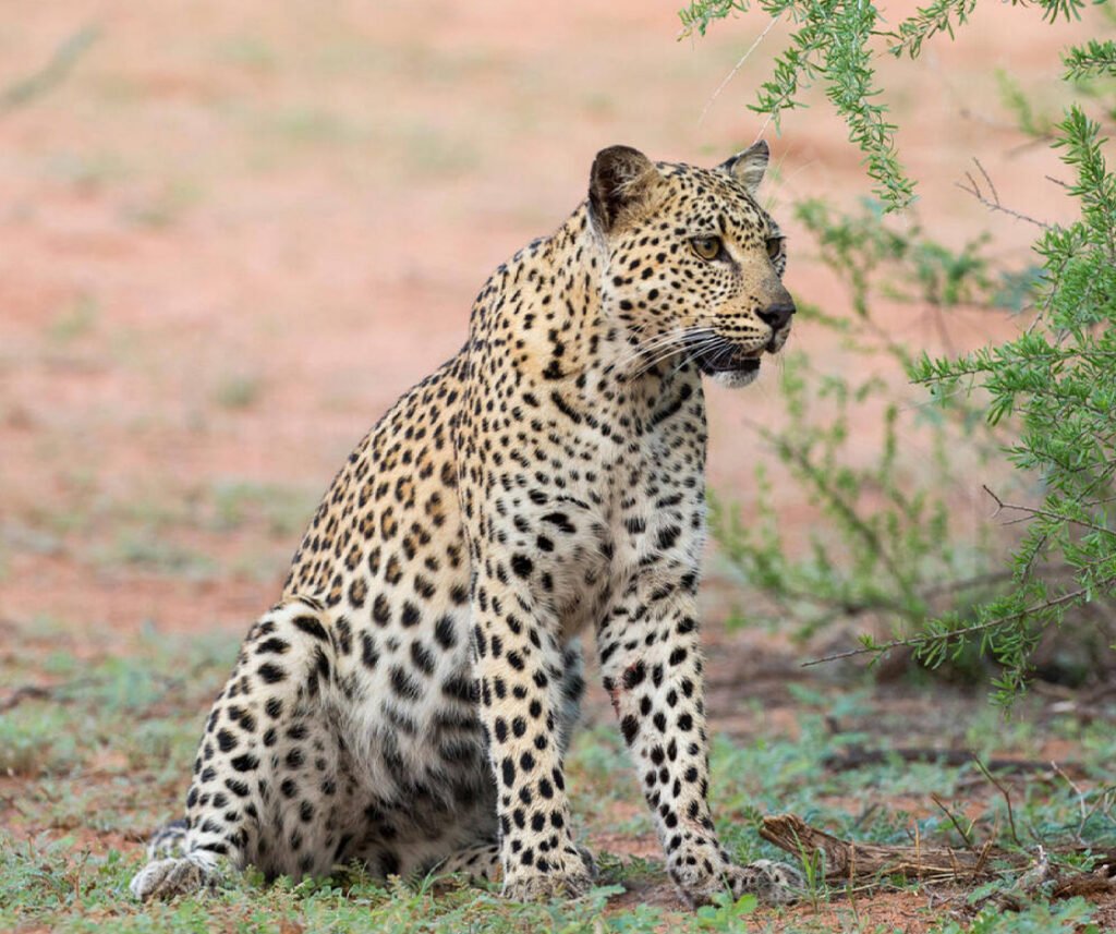 African Leopard facts