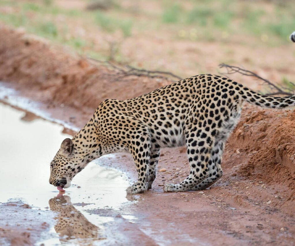 African Leopard facts