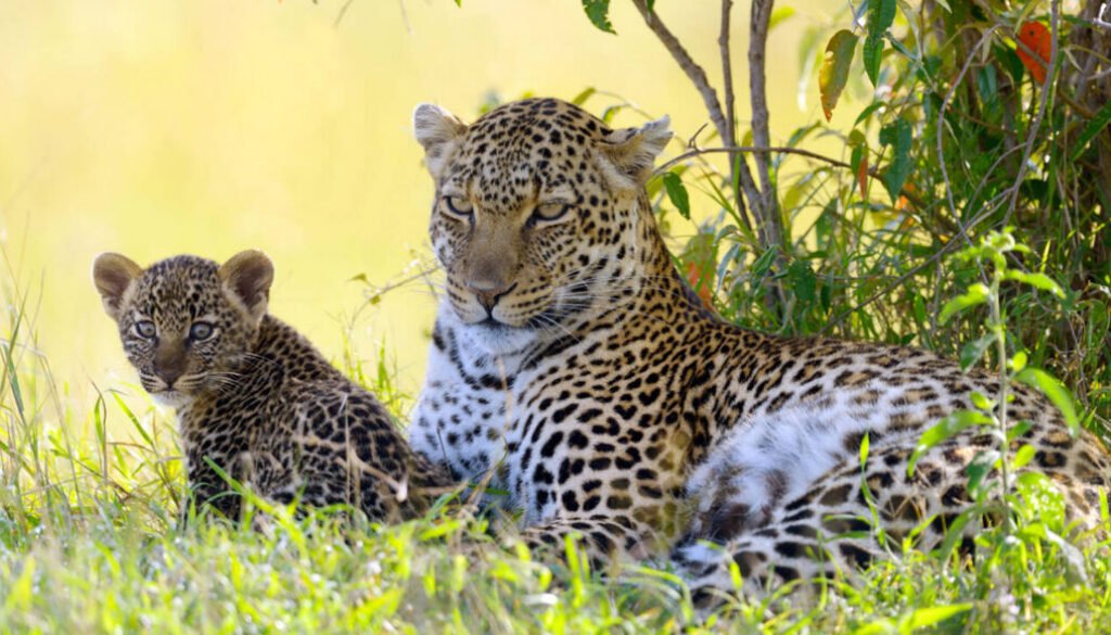 African Leopard facts