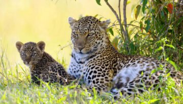 African Leopard facts