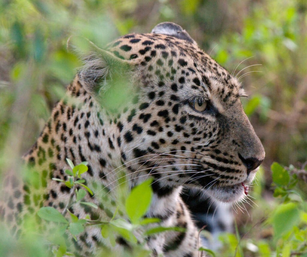 Leopard facts