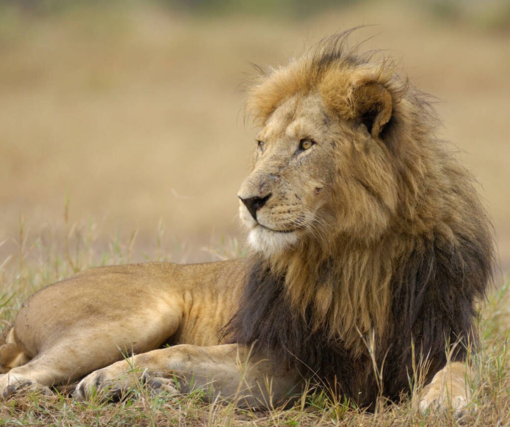lion facts