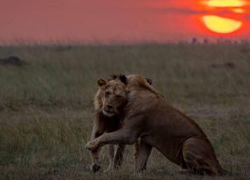 Sunset with Lions of Masai Mara