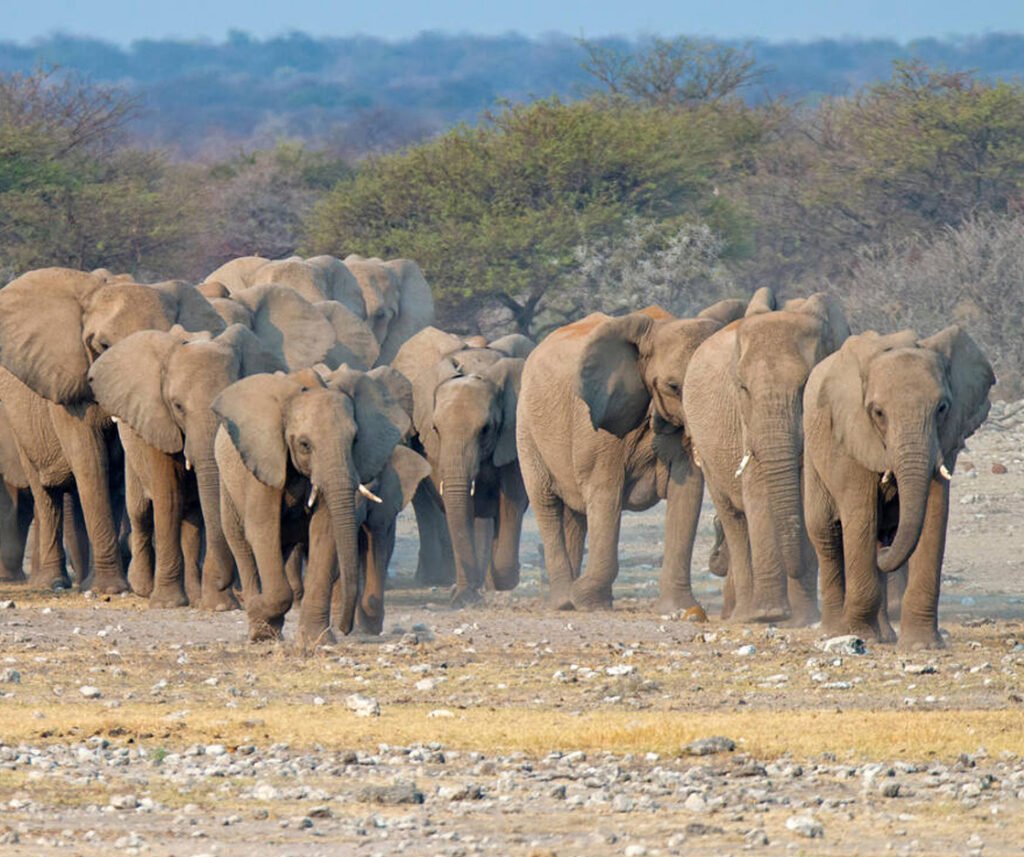 African elephant facts