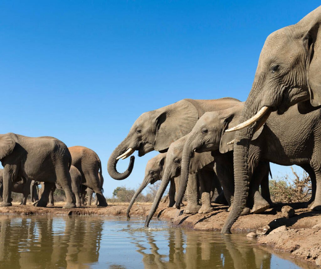 African elephant facts