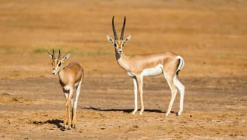 facts about the grant’s gazelle