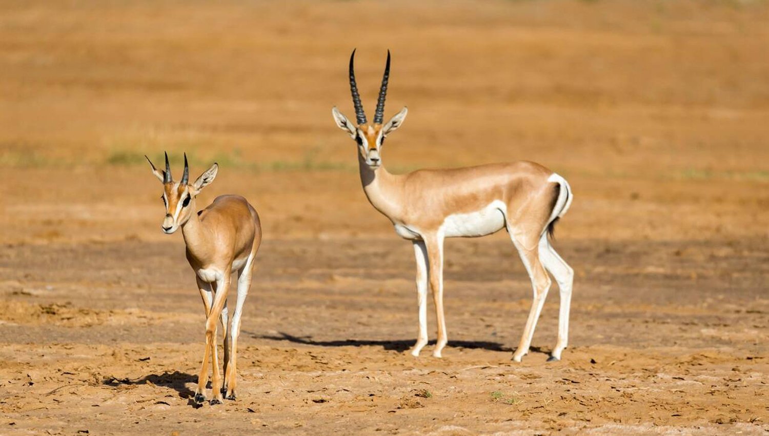 facts about the grant’s gazelle