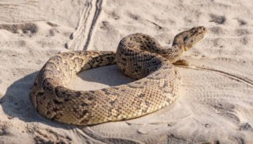 facts about the Puff Adder