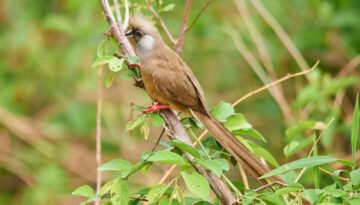 facts about the Speckled Mousebird
