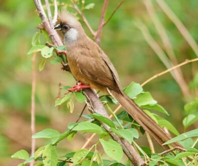 facts about the Speckled Mousebird