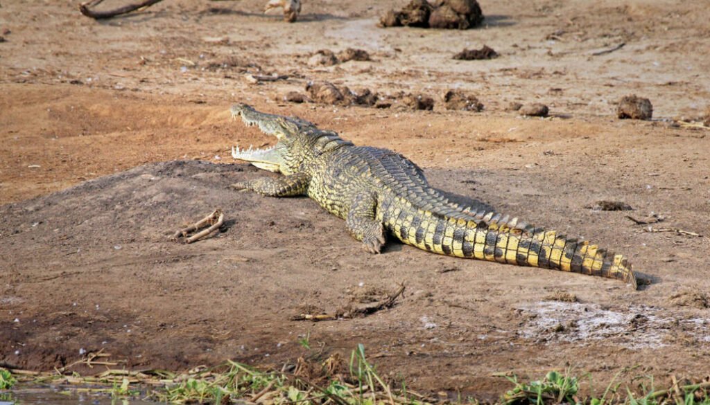 facts about the Nile Crocodile
