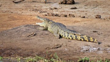 facts about the Nile Crocodile