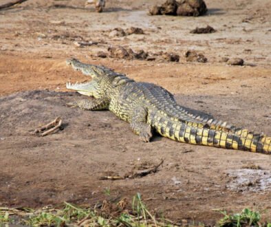facts about the Nile Crocodile