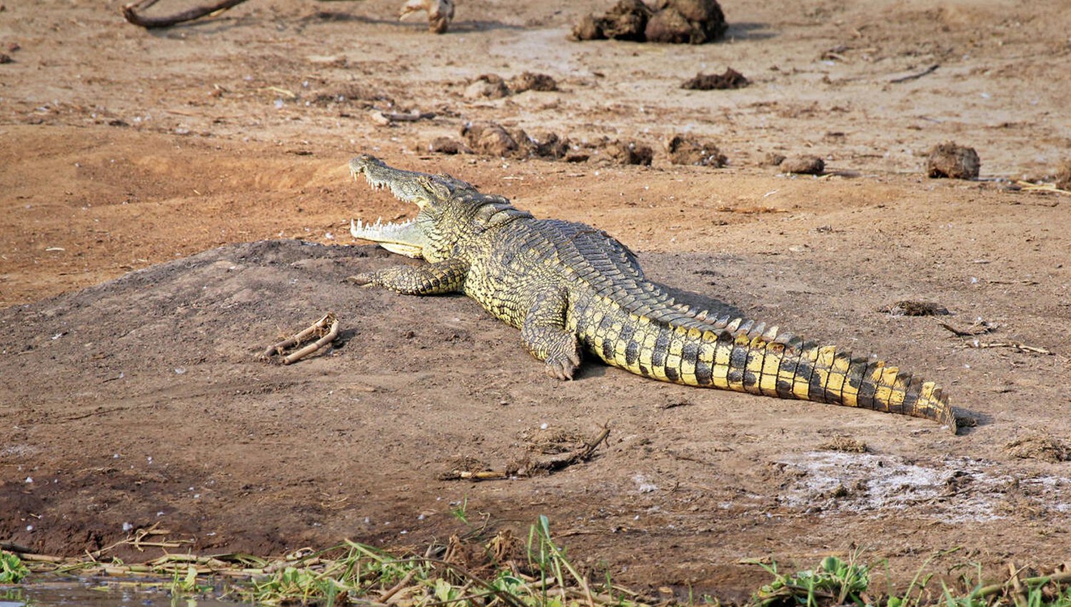 facts about the Nile Crocodile