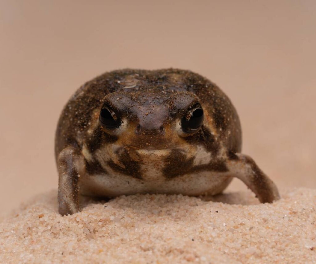 facts about the Desert Rain Frog