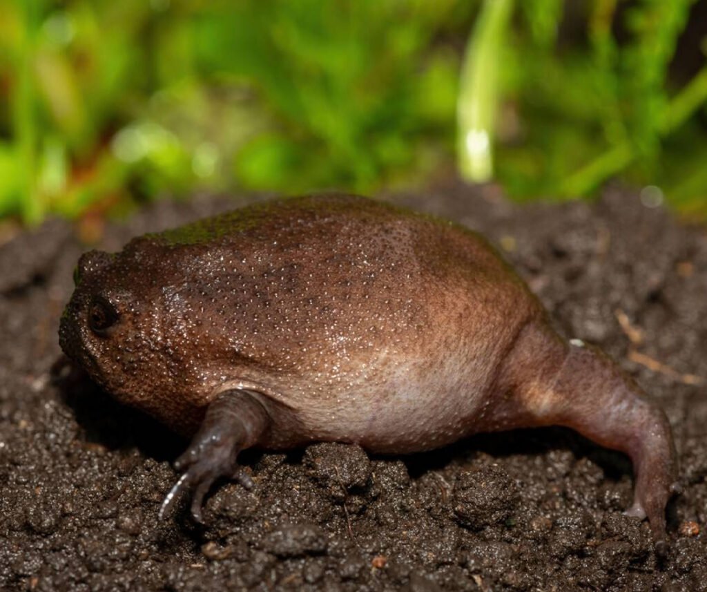 facts about the Black Rain Frog