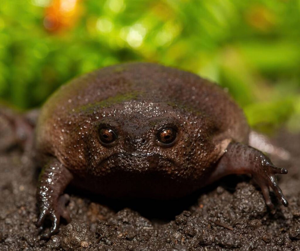 facts about the Black Rain Frog