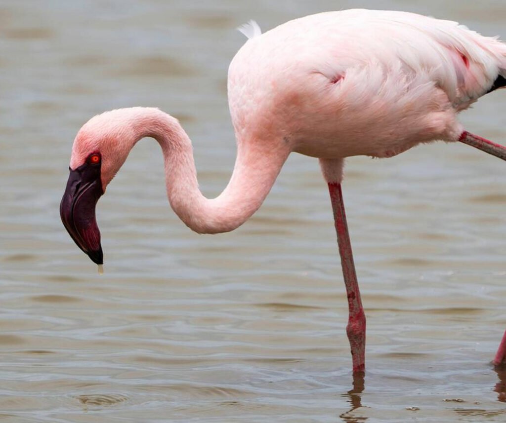 facts about the flamingo