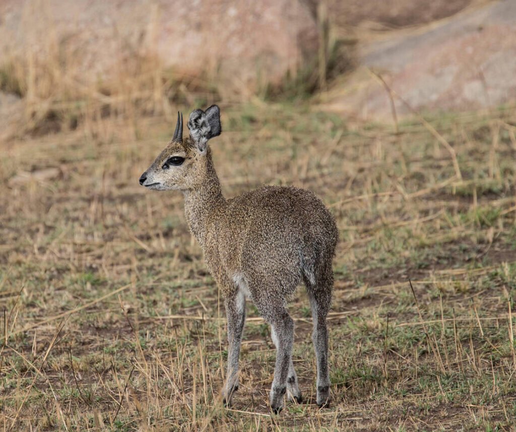 facts about the klipspringer