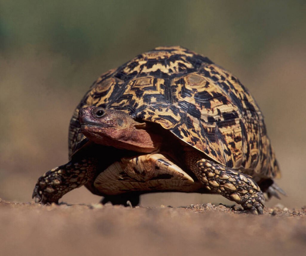 facts about the Leopard Tortoise
