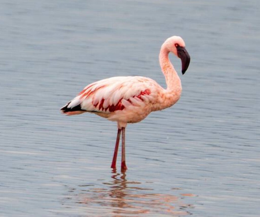 facts about the flamingo