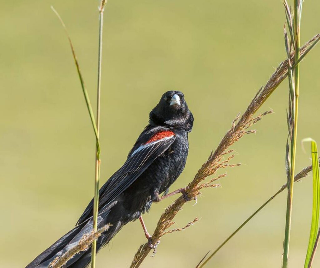 facts about the Jackson’s Widowbird