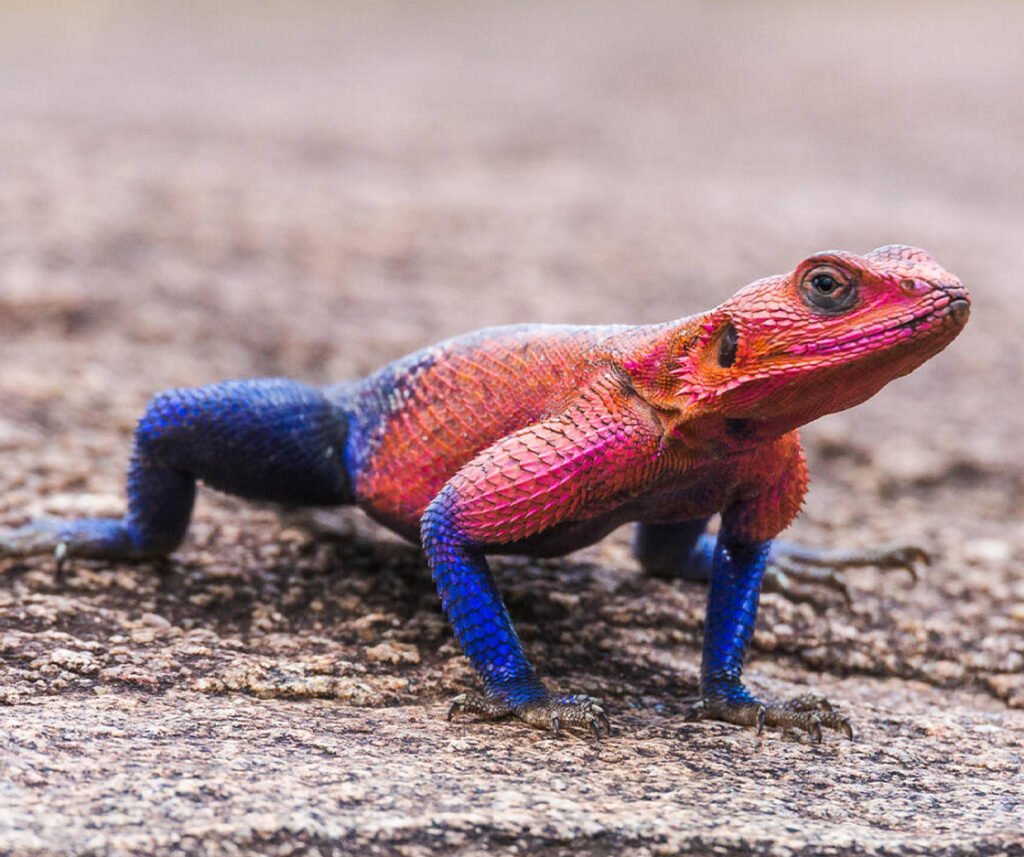 facts about the Mwanza Flat-headed Rock Agama