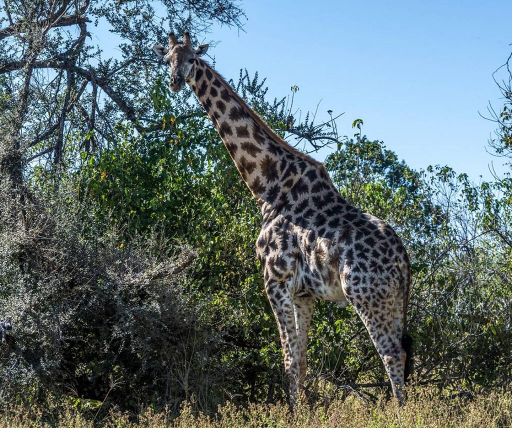southern giraffe
