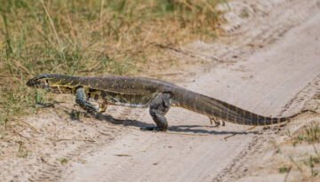 facts about the Nile Monitor