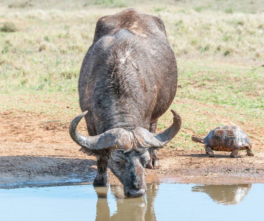 Cape buffalo facts