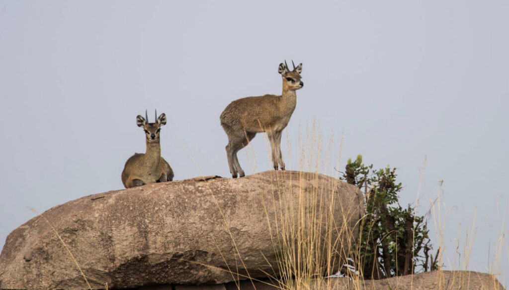 facts about the klipspringer
