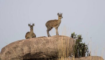 facts about the klipspringer