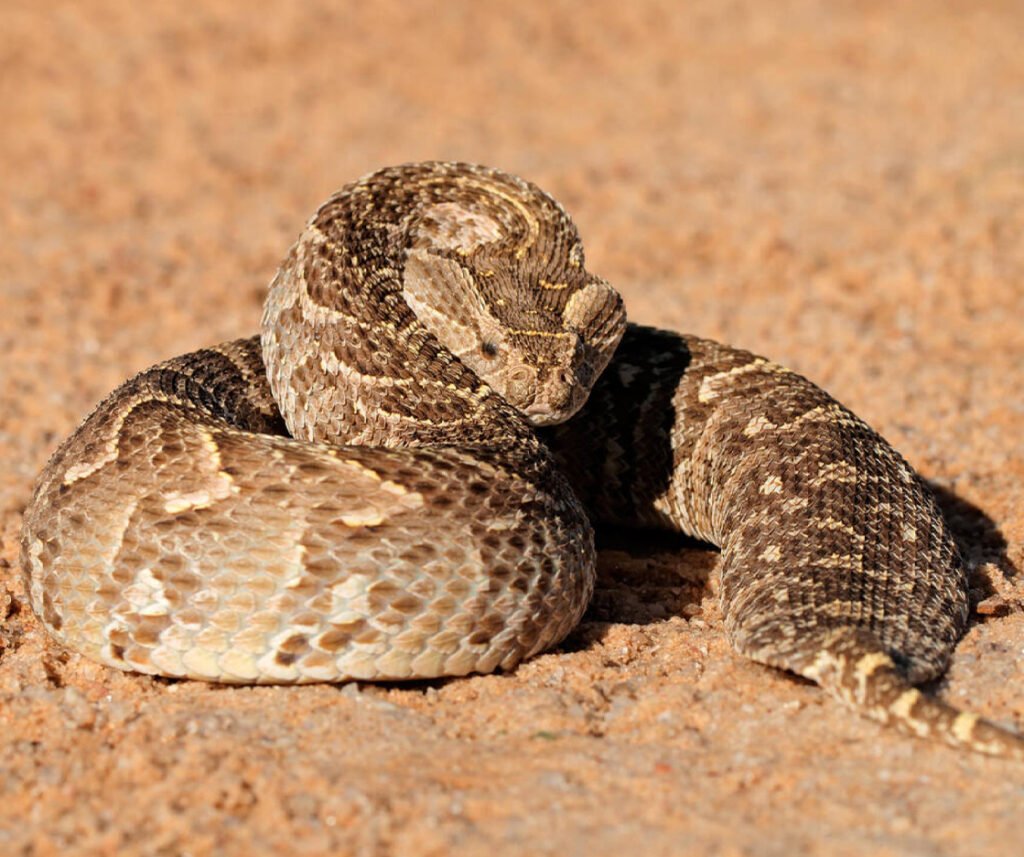facts about the Puff Adder