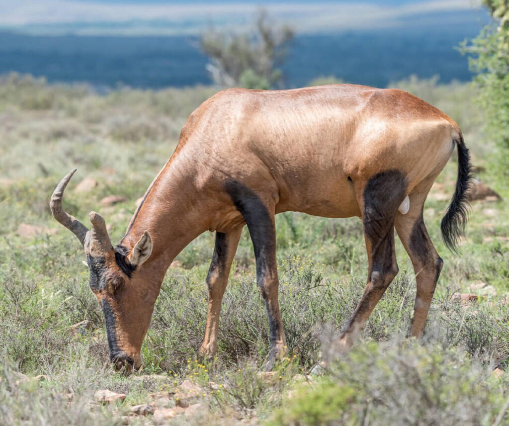 facts about the hartebeest
