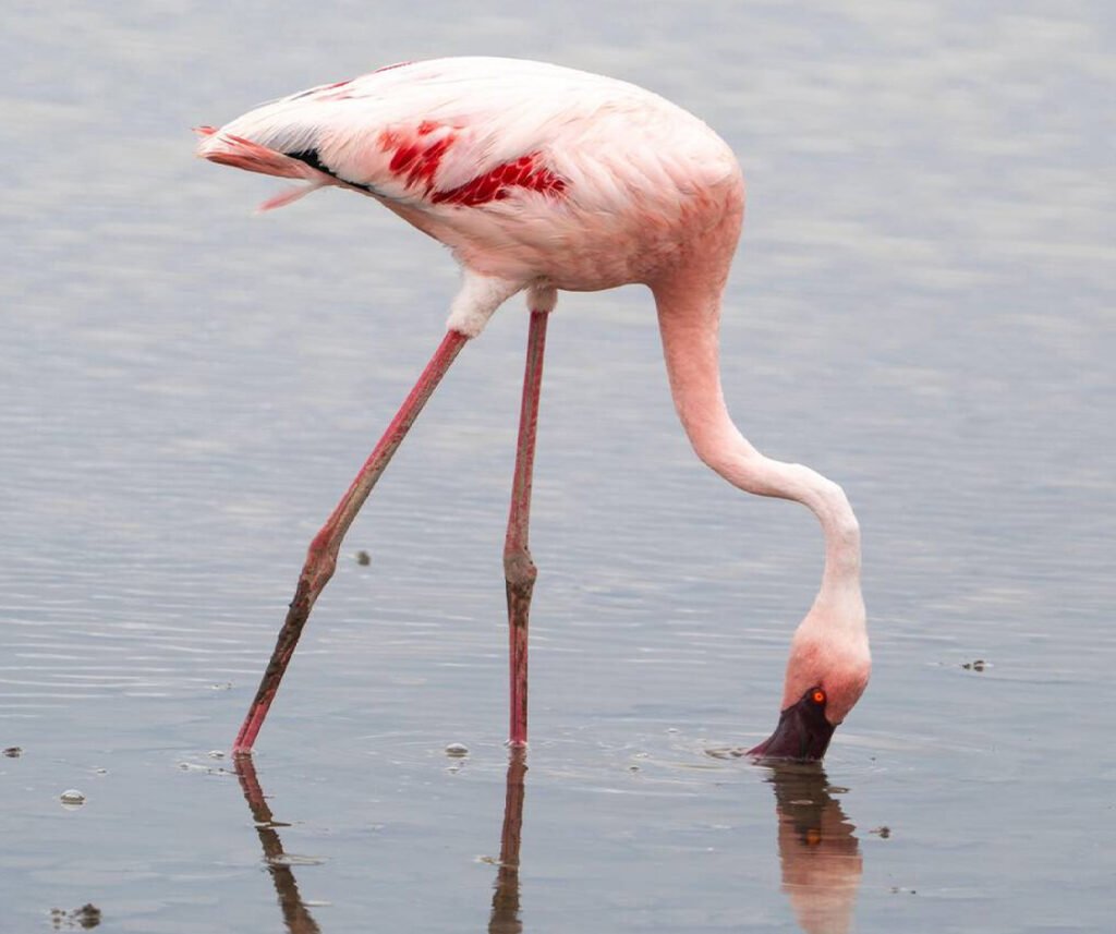 facts about the flamingo