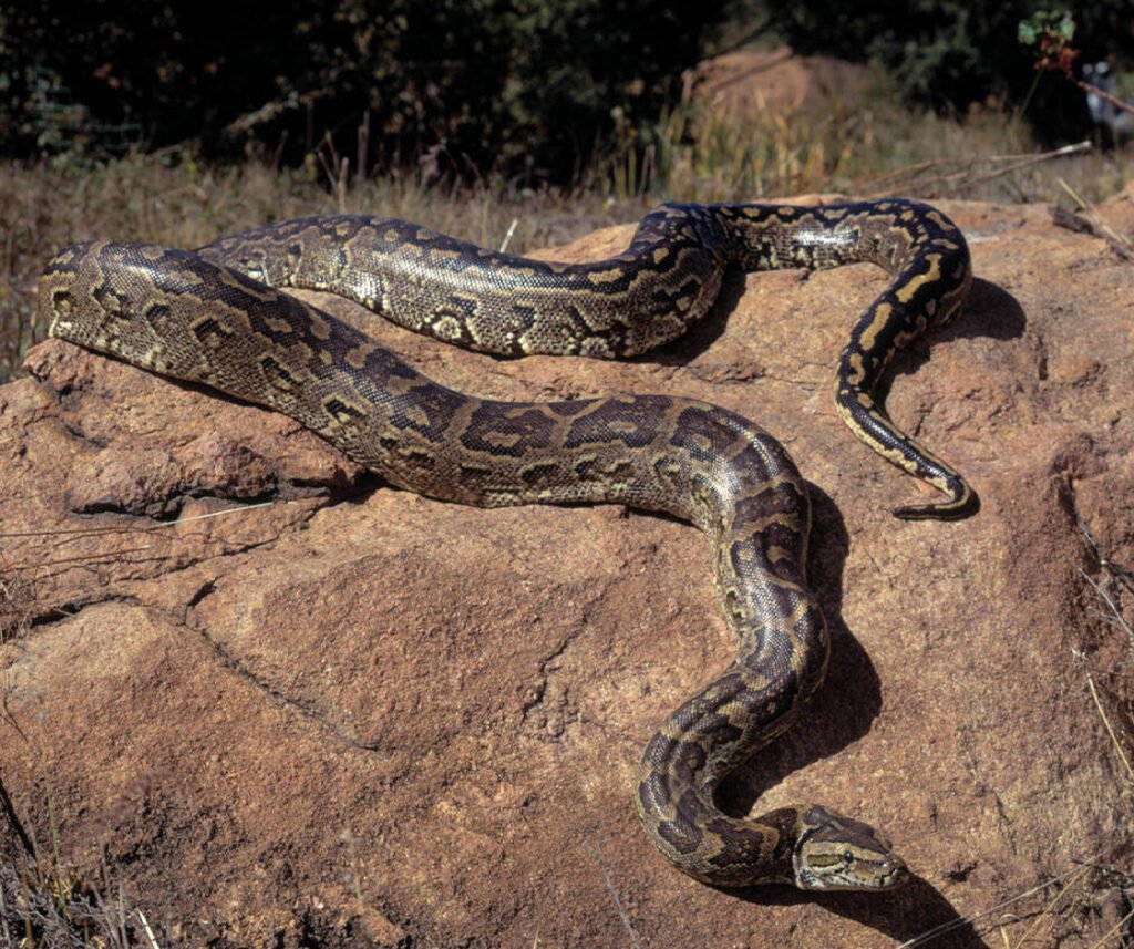 facts about the African Rock Python