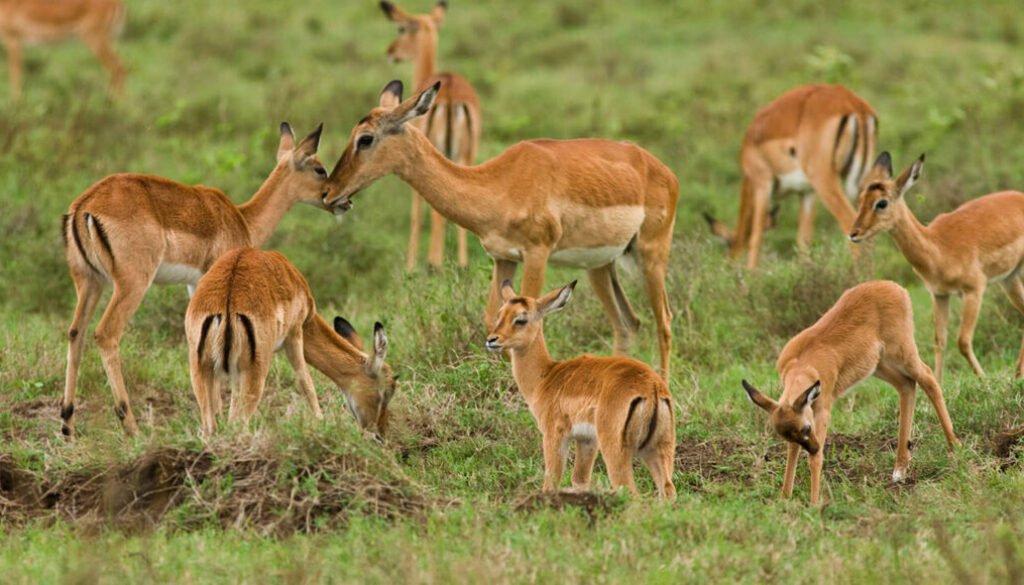 facts about the impala
