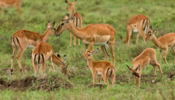 facts about the impala