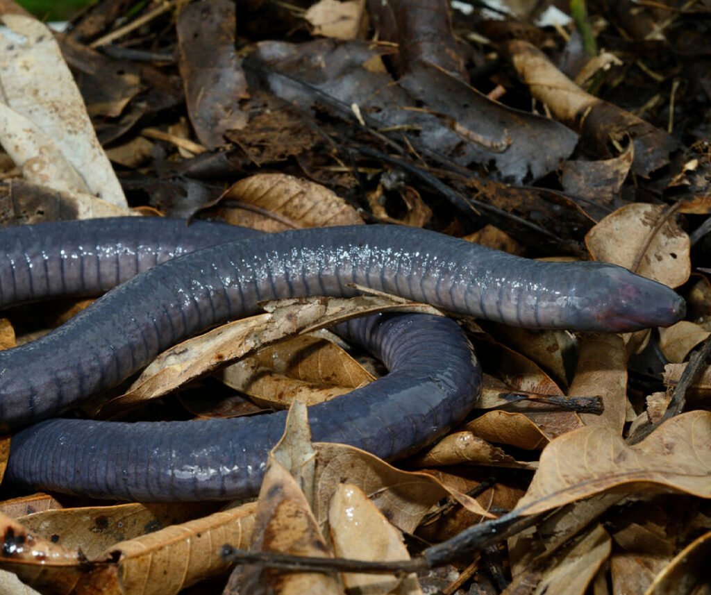 facts about the Taita African Caecilian