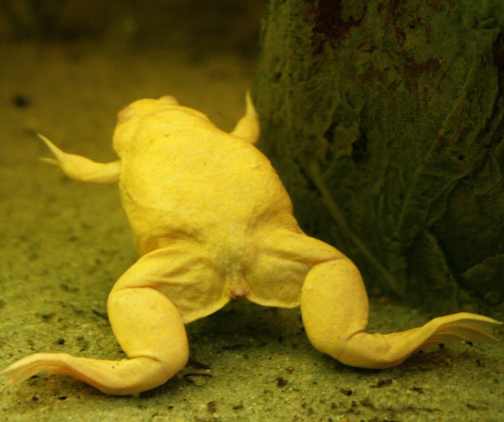 facts about the African Clawed Frog