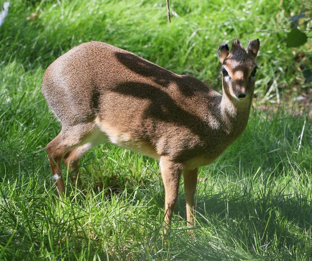 facts about the dik-dik