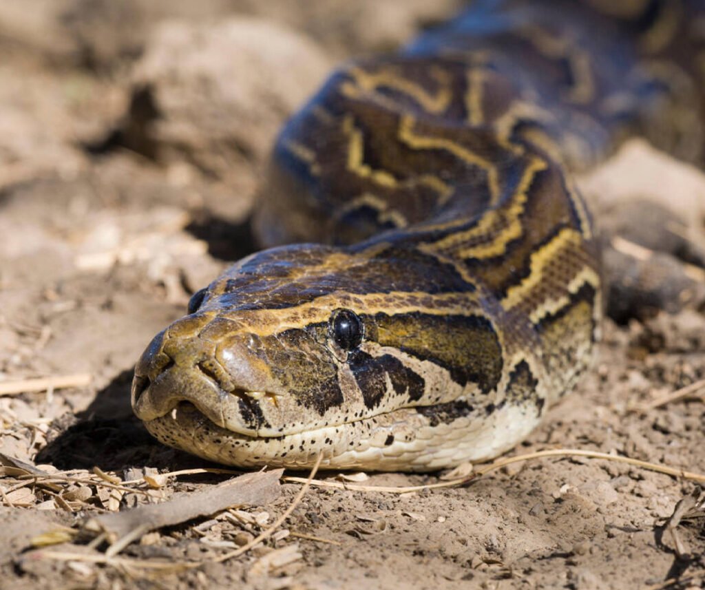 facts about the African Rock Python