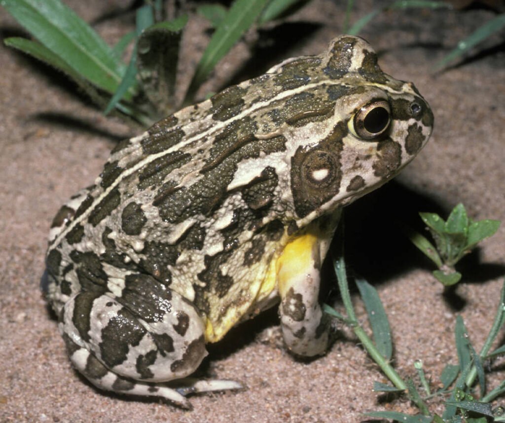 facts about the African Bullfrog