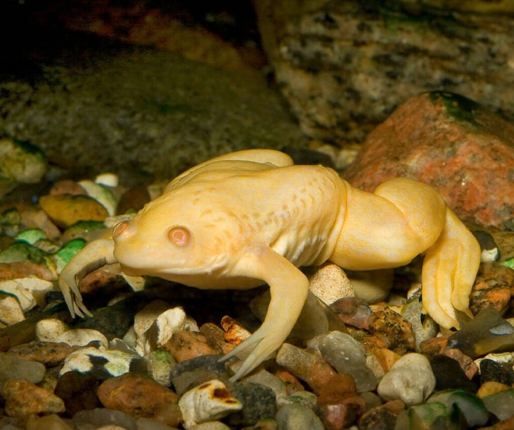 facts about the African Clawed Frog